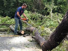 How Our Tree Care Process Works  in  Wolf Creek, UT